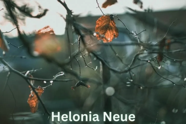 Helonia Neue: A Modern Typeface for Digital and Print