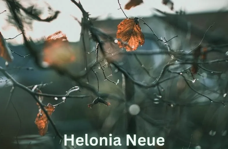 Helonia Neue: A Modern Typeface for Digital and Print